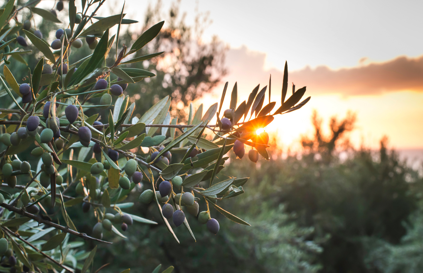Olive Trees 